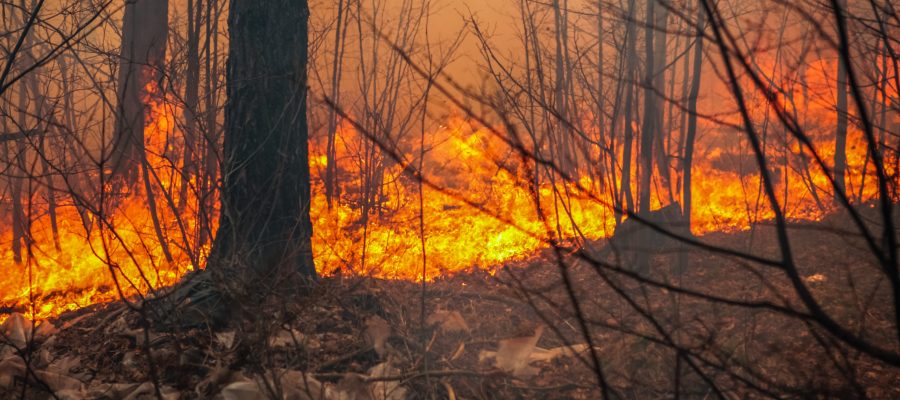 Depositphotos_18327853_XL-scaled